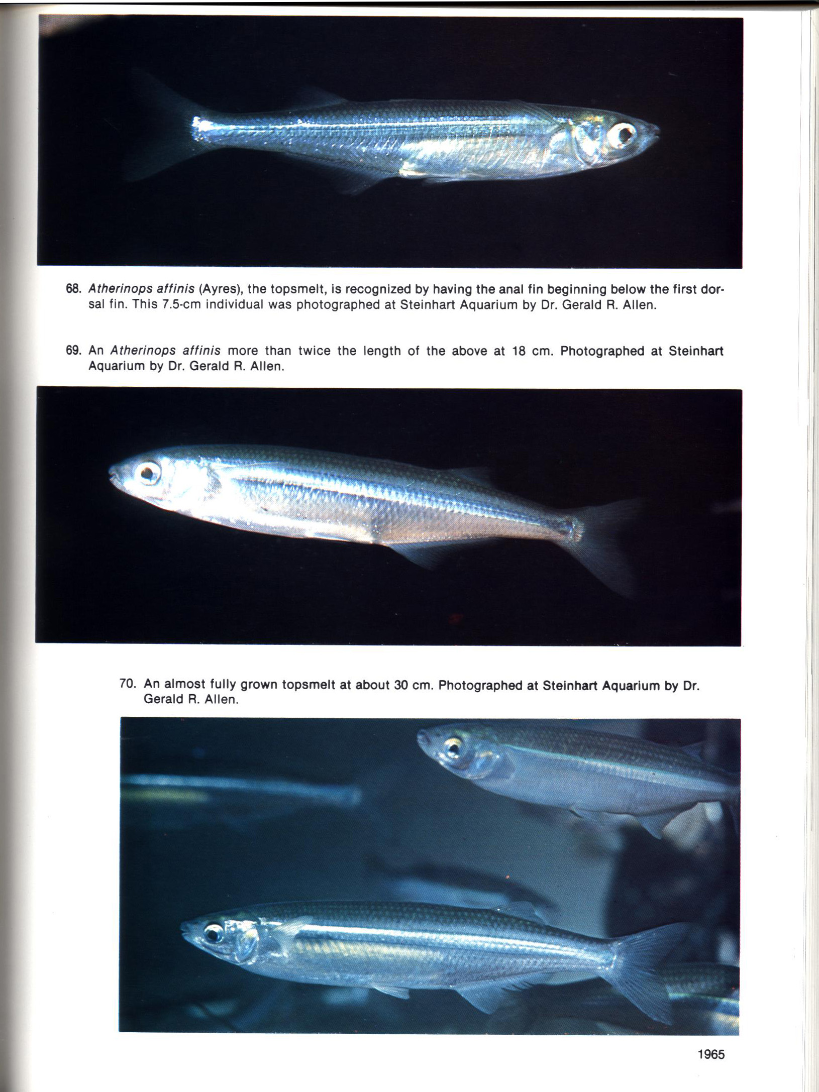 FISHES OF CALIFORNIA AND WESTERN MEXICO: Pacific marine fishes, Book 8 (California & Western Mexico). tfhp6102e